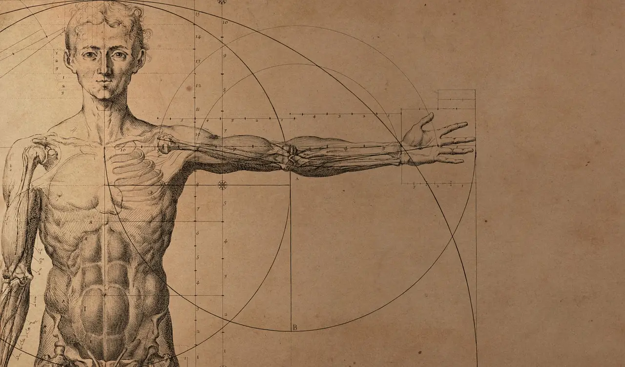 anatomy, human, man